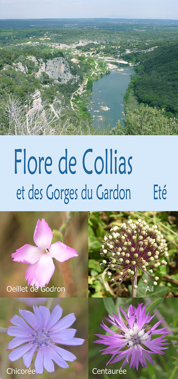 flore de Collias et des Gorges du Gardon été