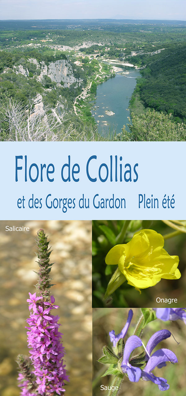 flore de Collias et des Gorges du Gardon Plein été