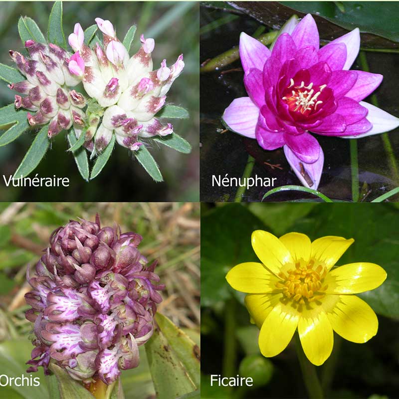 Patrimoine naturel: Flore de Collias et des Gorges du Gardon