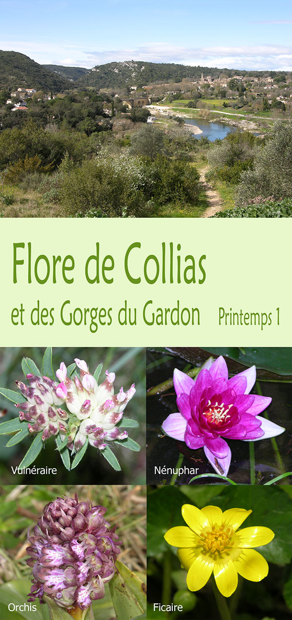 flore de Collias et des Gorges du Gardon printemps 1