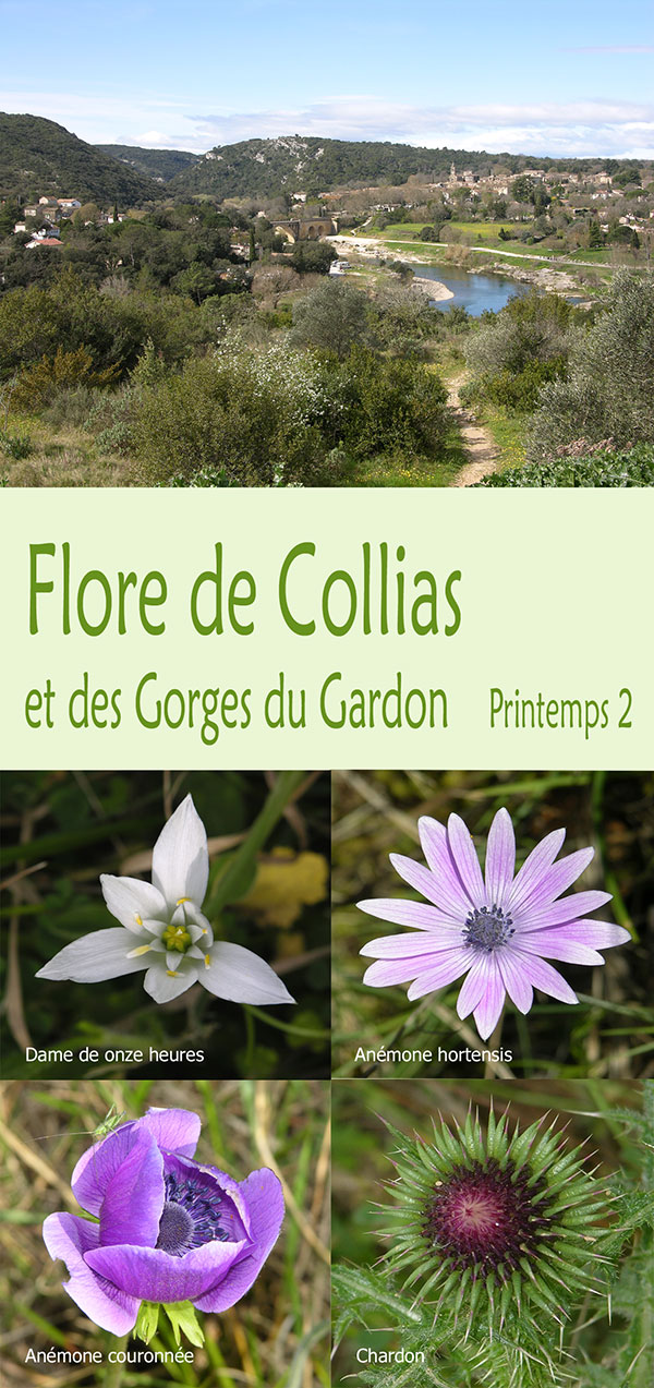 flore de Collias et des Gorges du Gardon printemps 2